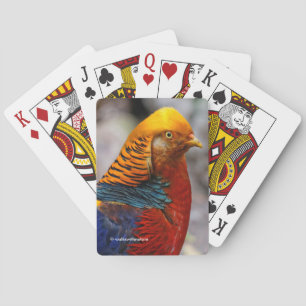 Stunning Profile of a Red Golden Pheasant Gamebird Casinokort