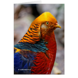 Stunning Profile of a Red Golden Pheasant Hälsningskort