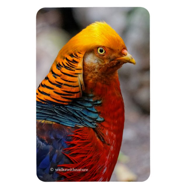 Stunning Profile of a Red Golden Pheasant Magnet (Vertikal)