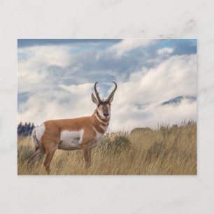 Stunning Pronghorn Vykort