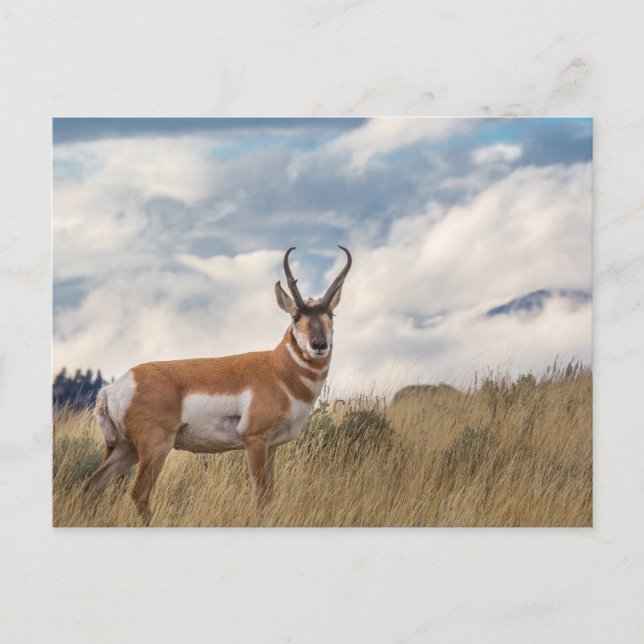 Stunning Pronghorn Vykort (Framsida)