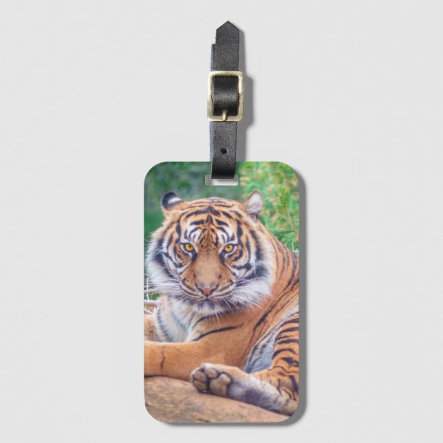 Stunning Reclining Tiger Photograph Bagagebricka (Framsida vertikal)