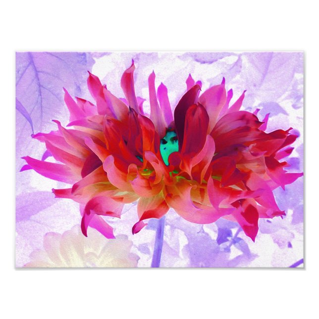 Stunning Red och Shock rosa Cactus Dahlia Fototryck (Framsidan)