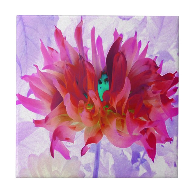 Stunning Red och Shock rosa Cactus Dahlia Kakelplatta (Framsidan)