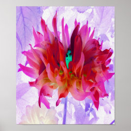 Stunning Red och Shock rosa Cactus Dahlia Poster