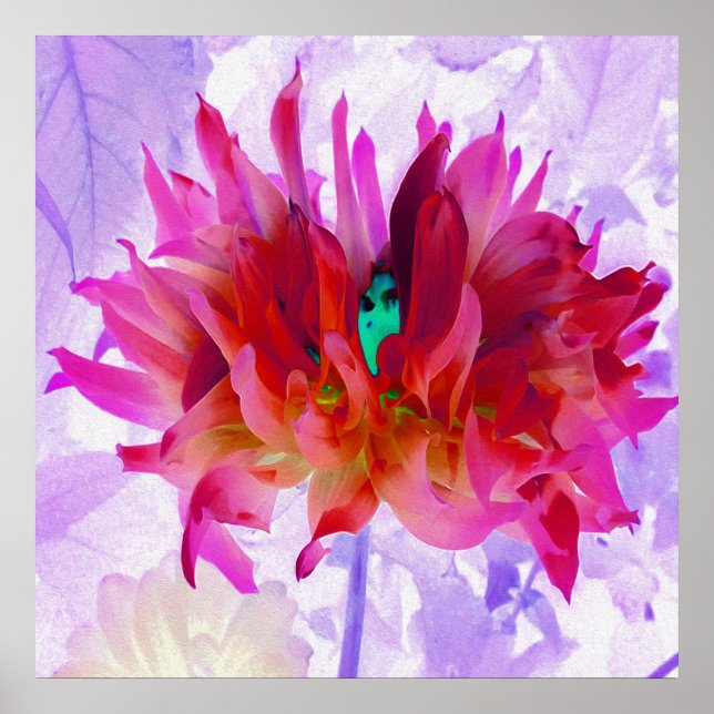 Stunning Red och Shock rosa Cactus Dahlia Poster (Framsidan)