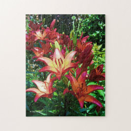 Stunning Red Orange Asiatic Lilies Flowers Pussel