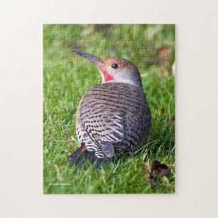 Stunning Red-Shafted Northern Flicker på Gräsmatta Pussel