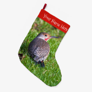 Stunning Red-Shafted Northern Flicker Woodpecker Stor Julstrumpa