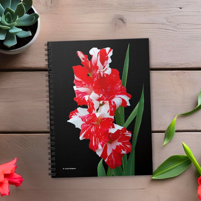 Stunning Red & White Gladiolus Sword Lilies Anteckningsbok (Stunning Red Gladiolus Flowers Journal Cover Photo)