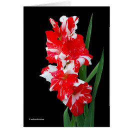 Stunning Red & White Gladiolus Sword Lilies Hälsningskort