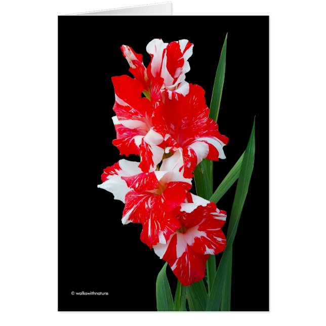 Stunning Red & White Gladiolus Sword Lilies Hälsningskort (Framsidan)