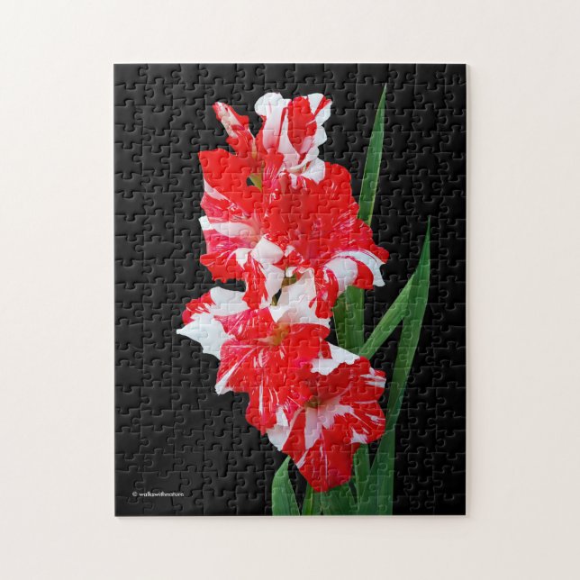 Stunning Red & White Gladiolus Sword Lilies Pussel (Vertikal)