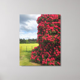 Stunning Rhododendron and Scenia View in Scotland Canvastryck