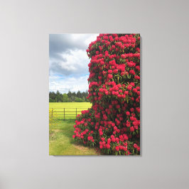 Stunning Rhododendron och naturskön utsikt i Skott Canvastryck