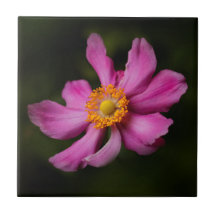 Stunning Rosa japansk anemone Flower
