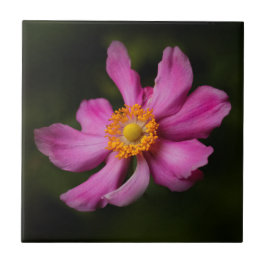 Stunning Rosa japansk anemone Flower Kakelplatta