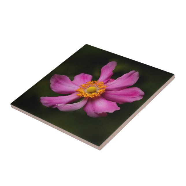 Stunning Rosa japansk anemone Flower Kakelplatta (Sidan)