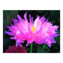 Stunning Rosa och Lila Cactus Dahlia Fototryck