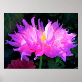 Stunning Rosa och Lila Cactus Dahlia Poster