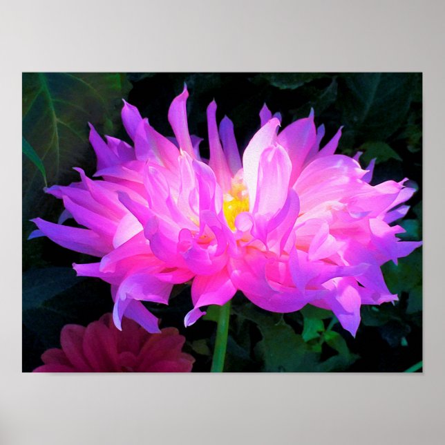 Stunning Rosa och Lila Cactus Dahlia Poster (Framsidan)