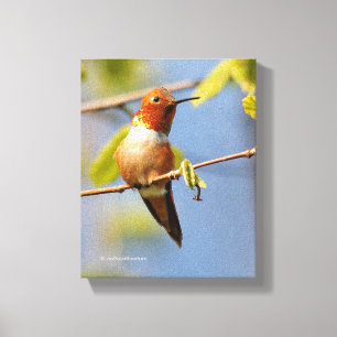 Stunning Rufous Hummingbird i Sol Canvastryck