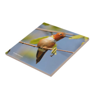 Stunning Rufous Hummingbird i Sol Kakelplatta