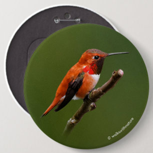 Stunning Rufous Hummingbird på Cherry Gren Knapp