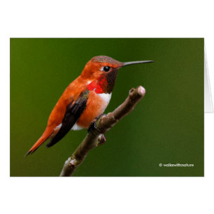 Stunning Rufous Hummingbird på Cherry Gren OBS Kort