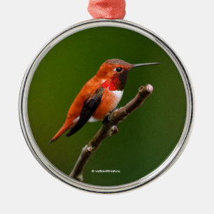 Stunning Rufous Hummingbird på Cherry Träd Julgransprydnad Metall
