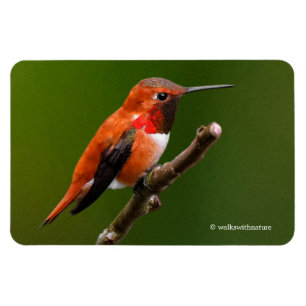 Stunning Rufous Hummingbird på Cherry Träd Magnet