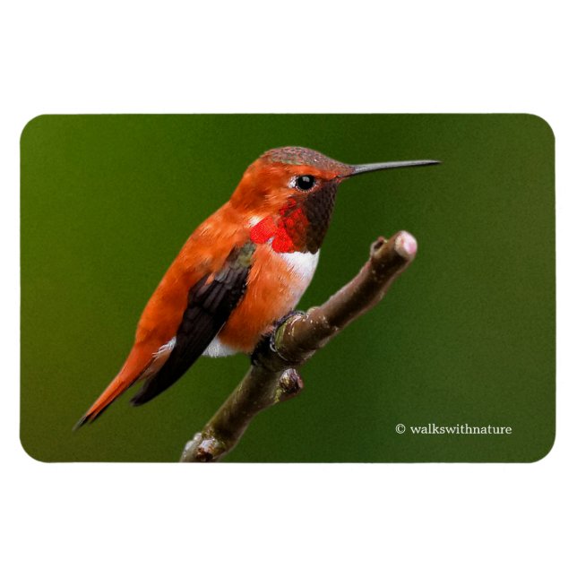 Stunning Rufous Hummingbird på Cherry Träd Magnet (Horisontell)