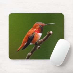 Stunning Rufous Hummingbird på Cherry Träd Musmatta