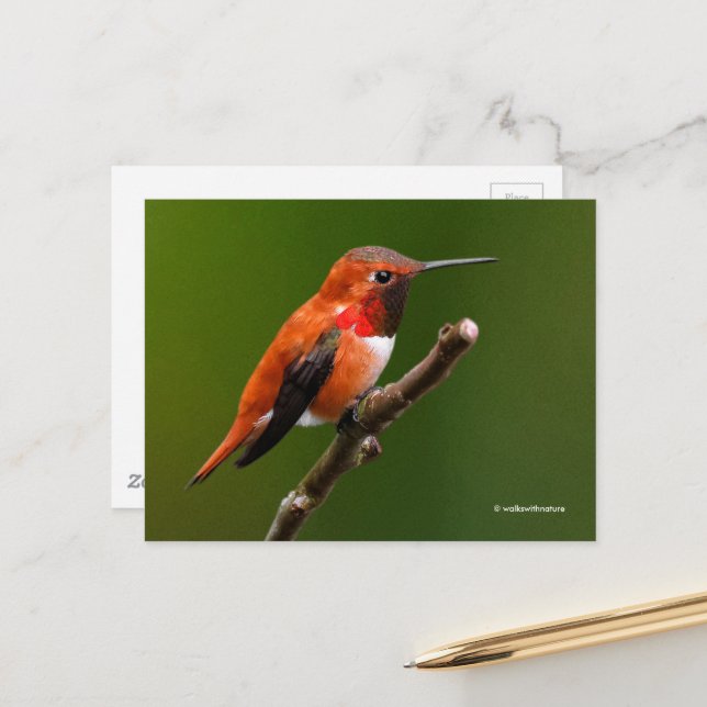 Stunning Rufous Hummingbird på Cherry Träd Vykort (Fram/Back In Situ)