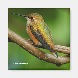 Stunning Rufous Hummingbird på Twining Vines Magnet