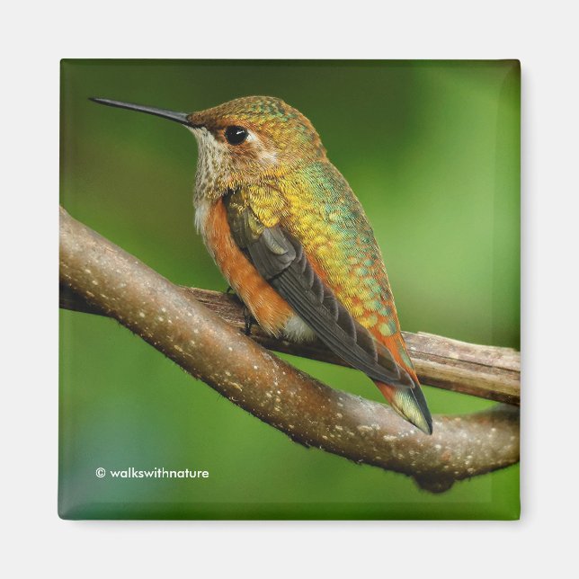 Stunning Rufous Hummingbird på Twining Vines Magnet (Framsidan)