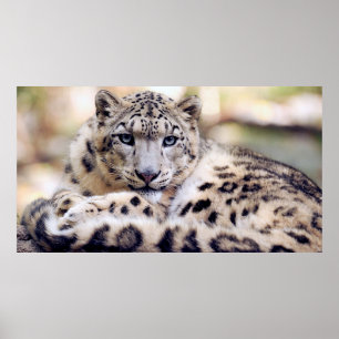 Stunning snö-leopard porträtt poster