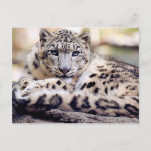 Stunning snö-leopard porträtt vykort