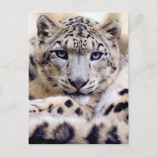 Stunning snö-leopard porträtt vykort