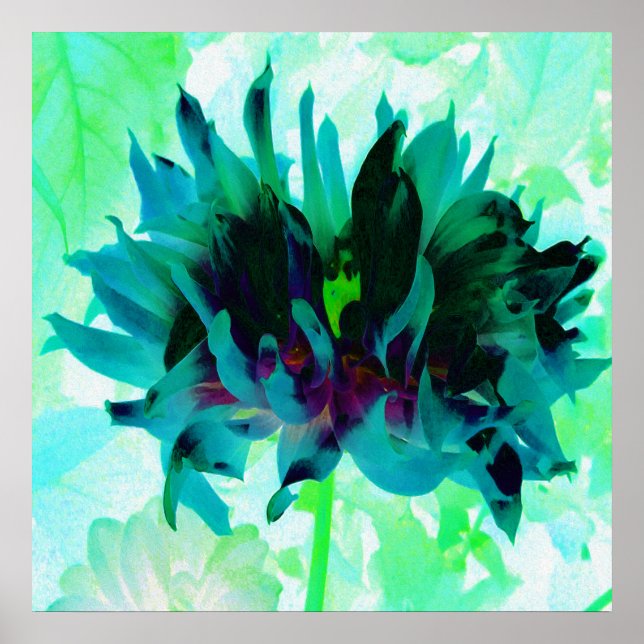 Stunning Teal and Black Cactus Dahlia Poster (Framsidan)