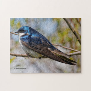 Stunning Träd Sväljer Songbird på Gren Pussel
