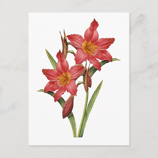 Stunning Tropical Amaryllis Study Vykort (Framsida)
