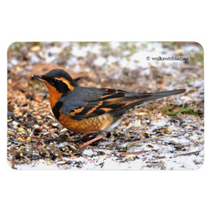 Stunning varierad Thush Songbird på snöjord Magnet