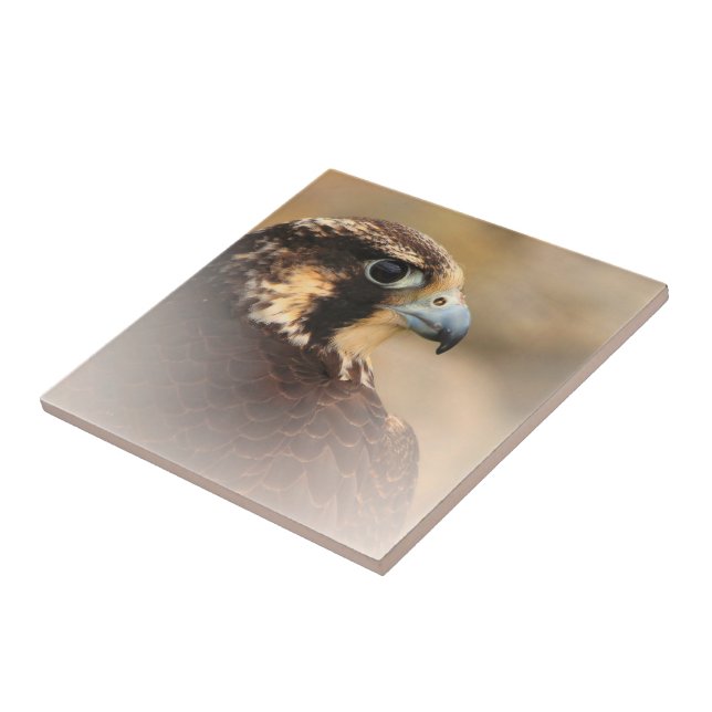 Stunning Vignetted Peregrine Falcon Kakelplatta (Sidan)