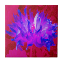 Stunning Violet Blue och Shock rosa Cactus Dahlia