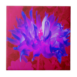 Stunning Violet Blue och Shock rosa Cactus Dahlia Kakelplatta