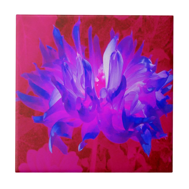 Stunning Violet Blue och Shock rosa Cactus Dahlia Kakelplatta (Framsidan)