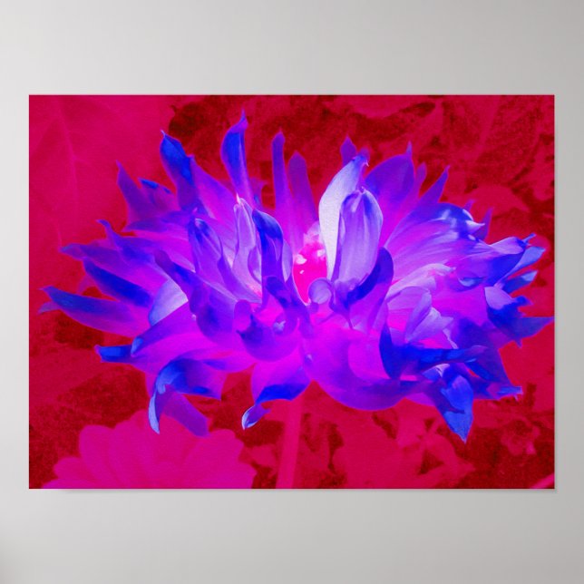 Stunning Violet Blue och Shock rosa Cactus Dahlia Poster (Framsidan)