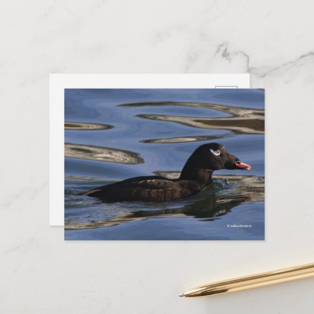 Stunning White-Winged Scoter Anka vid Piers Kant Vykort (Fram/Back In Situ)