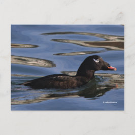 Stunning White-Winged Scoter Anka vid Piers Kant Vykort